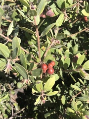 Arctostaphylos morroensis