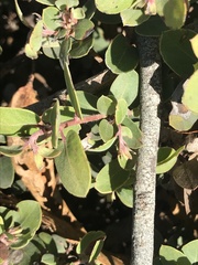 Arctostaphylos morroensis