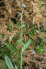 Cynoglossum australe