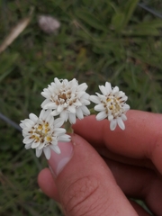 Holocheilus brasiliensis