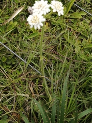 Holocheilus brasiliensis