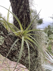 Tillandsia utriculata