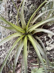 Tillandsia utriculata