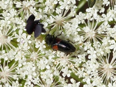 Divales bipustulatus