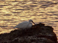 Egretta garzetta