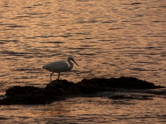 Egretta garzetta