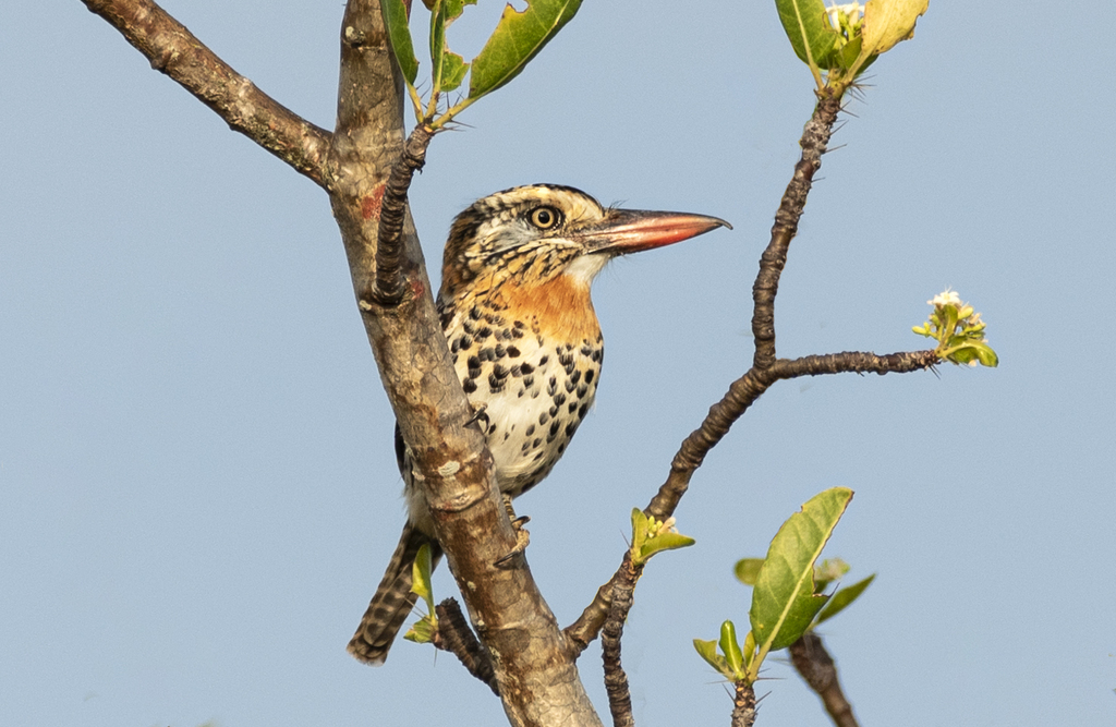Caatinga Puffbird