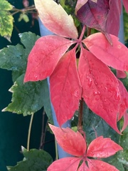 Parthenocissus quinquefolia