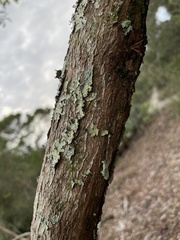Quercus chapmanii image