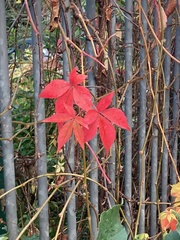 Parthenocissus quinquefolia