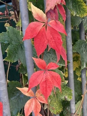 Parthenocissus quinquefolia