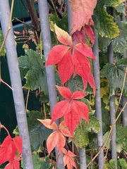 Parthenocissus quinquefolia