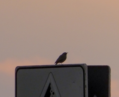 Phoenicurus ochruros