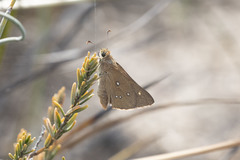 Hesperilla trimaculata