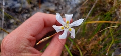 Moraea viscaria
