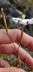 Moraea viscaria