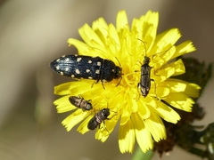 Acmaeodera degener