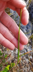 Moraea viscaria