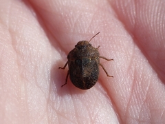 Psacasta tuberculata