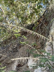 Bouteloua reflexa