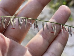 Bouteloua reflexa