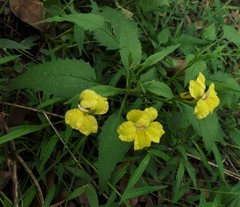 Goodenia ovata