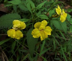 Goodenia ovata