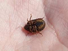 Psacasta tuberculata