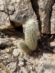 Echinocereus sciurus