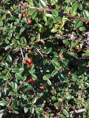 Cotoneaster × suecicus