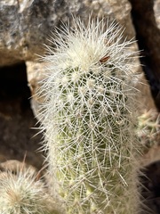 Echinocereus sciurus