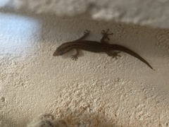 Sphaerodactylus caicosensis