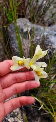 Moraea angusta