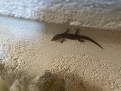 Sphaerodactylus caicosensis