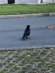 Corvus corone