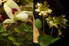 Lespedeza hirta hirta