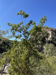 Nahuatlea arborescens