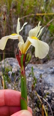 Moraea angusta