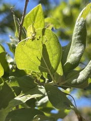 Nahuatlea arborescens