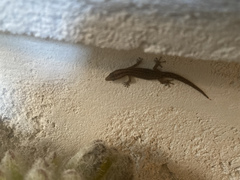 Sphaerodactylus caicosensis
