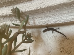 Sphaerodactylus caicosensis