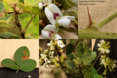 Lespedeza hirta hirta