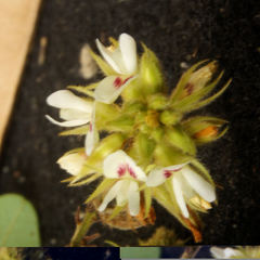 Lespedeza hirta hirta
