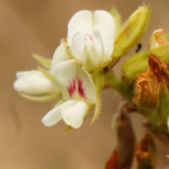 Lespedeza hirta hirta