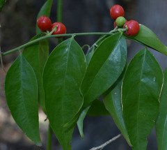 Cansjera leptostachya