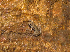 Crinia remota