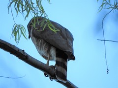 Rupornis magnirostris