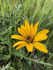 Balsamorhiza macrolepis