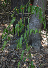 Cansjera leptostachya