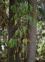 Cansjera leptostachya